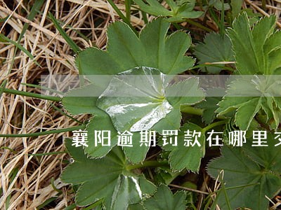 襄阳逾期罚款在哪里交