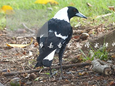 西乡县专业离婚案律师 西乡县专业离婚案律师