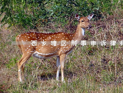 西乡塘区刑事申诉律师推荐 西乡塘区刑事申诉律师推荐