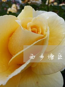 西乡塘区婚姻家庭律师 西乡塘区婚姻家庭律师