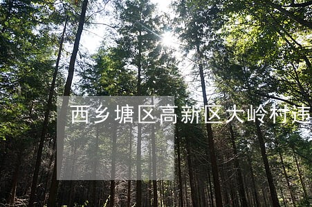 西乡塘区高新区大岭村违法建筑 西乡塘区高新区大岭村违法建筑