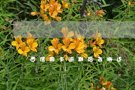 西信用卡逾期后去哪还