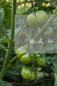 西关知识产权律师事务所