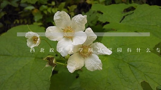 西北政法大学刑法学园有什么专业 西北政法大学刑法学园有什么专业