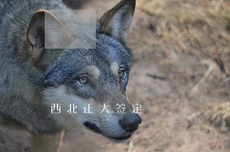 西北正大签定 西北正大签定