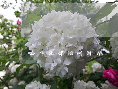 西华法律顾问图片 西华法律顾问图片