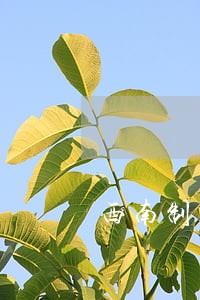 西南制药二厂违法 西南制药二厂违法