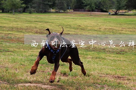 西南司法鉴定中心怎么样 西南司法鉴定中心怎么样