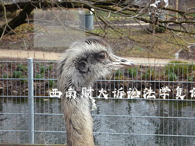 西南财大诉讼法学复试分数 西南财大诉讼法学复试分数