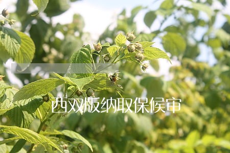 西双版纳取保候审 西双版纳取保候审