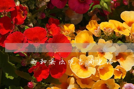 西和县法院咨询电话 西和县法院咨询电话