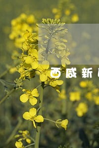 西咸新区法律援助 西咸新区法律援助