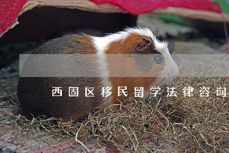 西固区移民留学法律咨询律师 西固区移民留学法律咨询律师