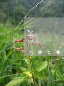 西城专业刑事律师费用 西城专业刑事律师费用