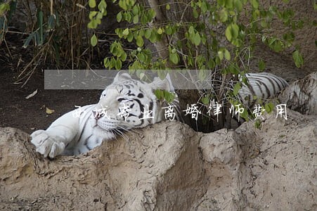 西城专业离婚律师费用 西城专业离婚律师费用