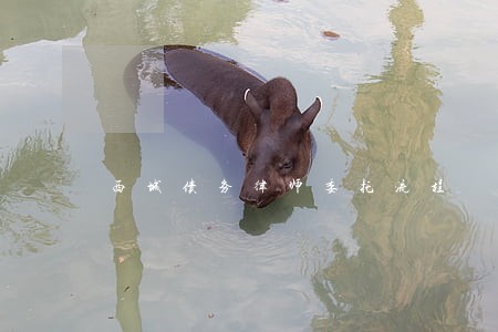 西城债务律师委托流程 西城债务律师委托流程