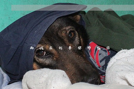西城区刑事律师电话