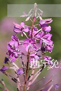 西宁免费律师咨询电话 西宁免费律师咨询电话