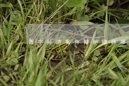 西宁经济案件辩护律师哪家专业 西宁经济案件辩护律师哪家专业