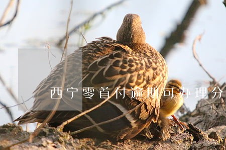 西宁零首付逾期可办理分期购车