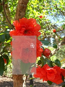 西安债务纠纷律师免费咨询问题 西安债务纠纷律师免费咨询问题