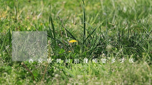西安债务纠纷律师要多少钱 西安债务纠纷律师要多少钱