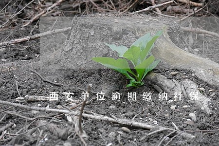 西安单位逾期缴纳社保 西安单位逾期缴纳社保
