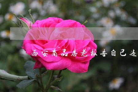 西安商品房老板告自己违法