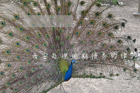 西安处理逾期债务的律师事务所 西安处理逾期债务的律师事务所
