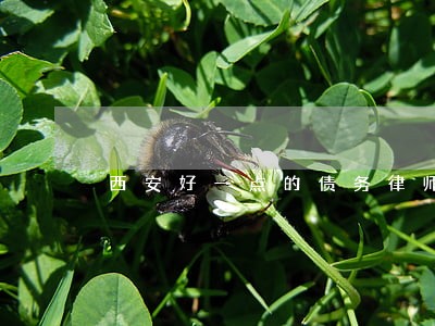 西安好一点的债务律师 西安好一点的债务律师