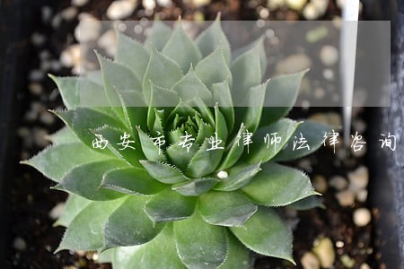 西安市专业律师法律咨询 西安市专业律师法律咨询