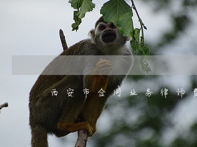西安市合同业务律师费用