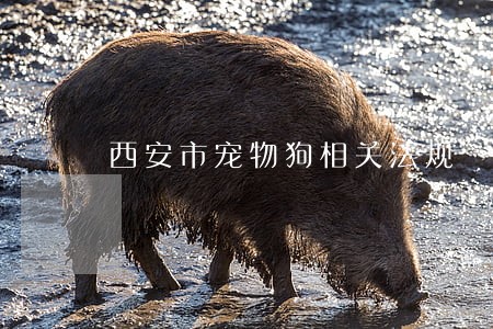 西安市宠物狗相关法规 西安市宠物狗相关法规