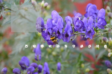 西安市机动车交通违法查询 西安市机动车交通违法查询