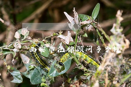 西安市法律顾问多少钱 西安市法律顾问多少钱