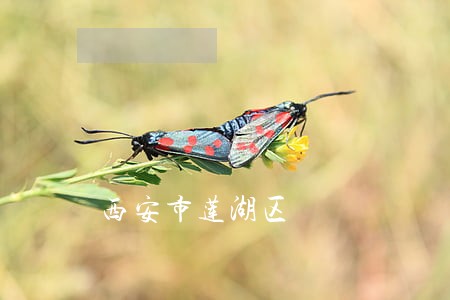 西安市莲湖区 西安市莲湖区