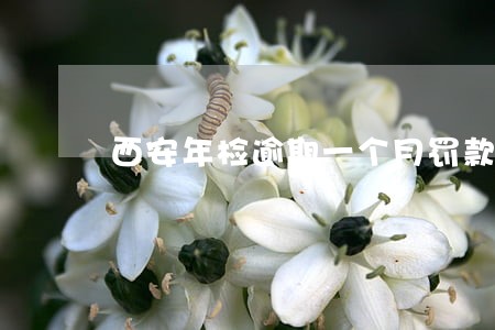 西安年检逾期一个月罚款吗 西安年检逾期一个月罚款吗