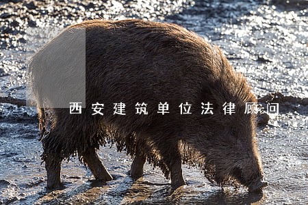 西安建筑单位法律顾问 西安建筑单位法律顾问