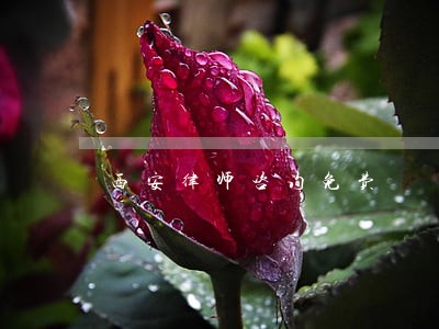 西安律师咨询免费