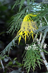 西安律师调解试点工作的意见 西安律师调解试点工作的意见