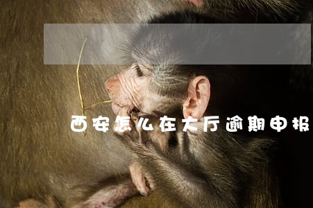 西安怎么在大厅逾期申报 西安怎么在大厅逾期申报