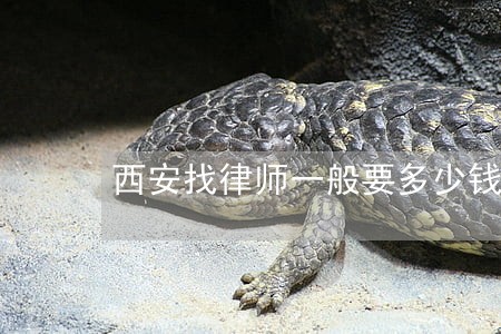 西安找律师一般要多少钱 西安找律师一般要多少钱