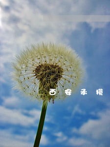 西安承揽合同纠纷律师 西安承揽合同纠纷律师