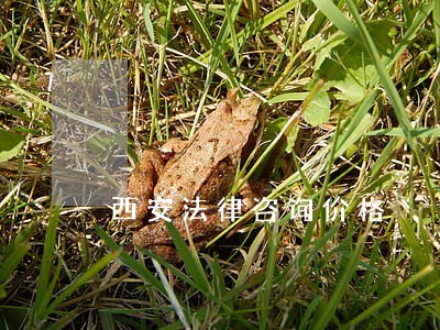 西安法律咨询价格 西安法律咨询价格
