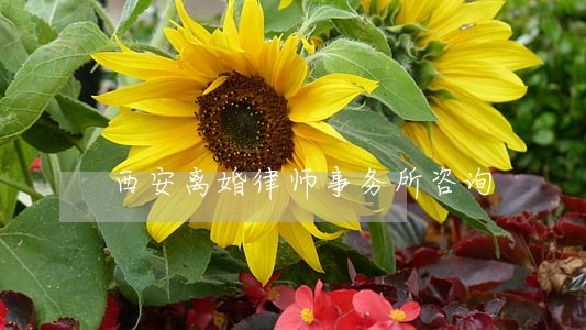 西安离婚律师事务所咨询 西安离婚律师事务所咨询