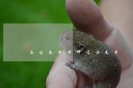 西安离婚律师咨询免费 西安离婚律师咨询免费