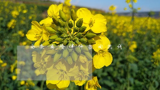 西安离婚律师咨询热线 西安离婚律师咨询热线