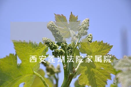 西安莲湖法院家属院 西安莲湖法院家属院