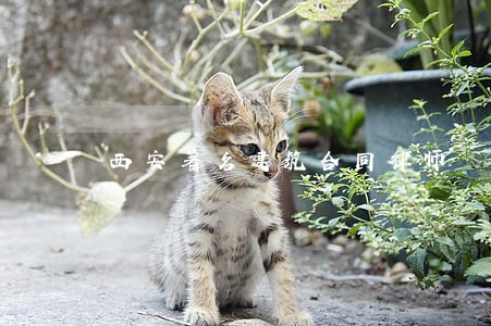 西安著名建筑合同律师 西安著名建筑合同律师