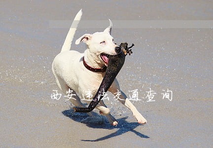 西安违法交通查询